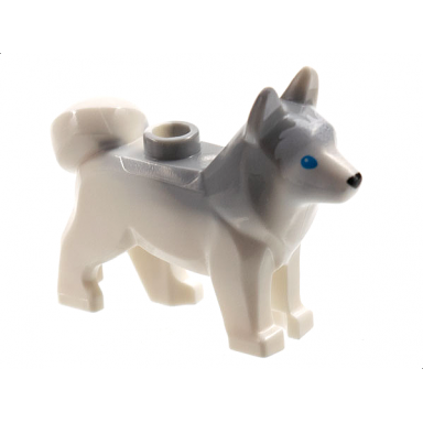 white dog husky with marbled light bluish gray ears and back and printed blue eyes black nose white face and ears pattern