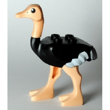 black ostrich with light nougat legs and head white tail and wingtips pattern