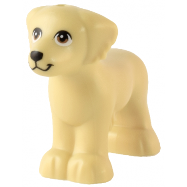 tan dog friends shaggy fur ears and tail with medium nougat eyes and black nose pattern grace