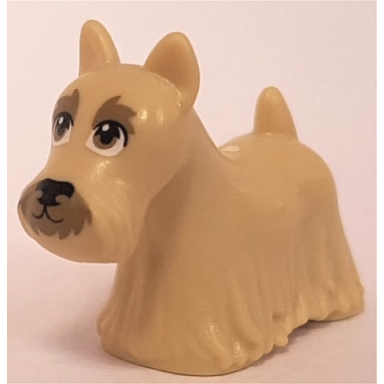 tan dog terrier scottish scottie with dark tan eyes eyebrows and muzzle and black nose pattern