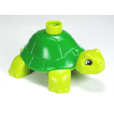 lime duplo tortoise with green back pattern