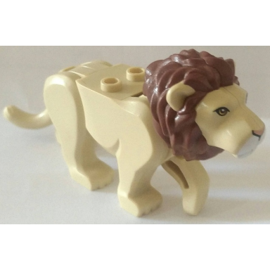 tan cat large lion with reddish brown mane nougat eyes nougat nose and white muzzle pattern