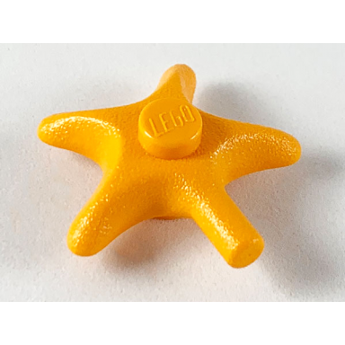 medium orange starfish sea star