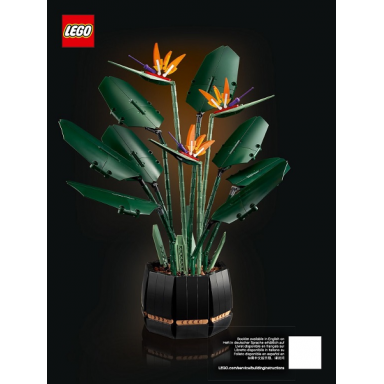 bird of paradise