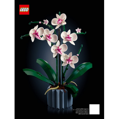 orchid
