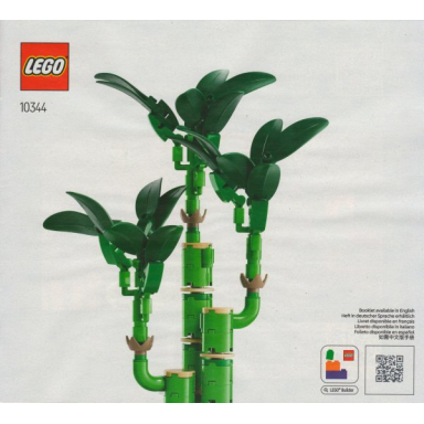 lucky bamboo