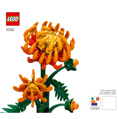 chrysanthemum