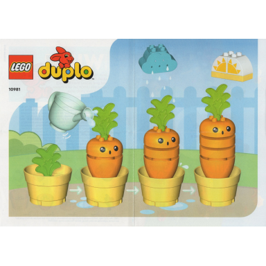 growing carrot