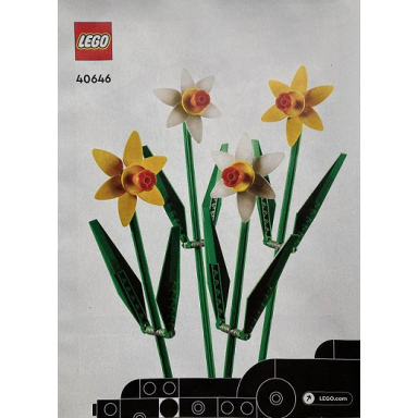 daffodils