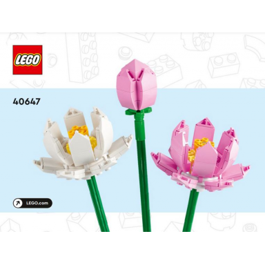 lotus flowers