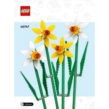 daffodils