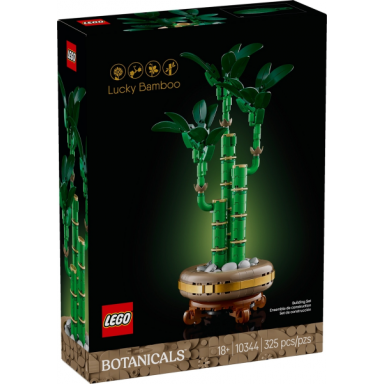 lucky bamboo