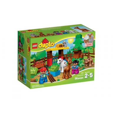 forest: animals