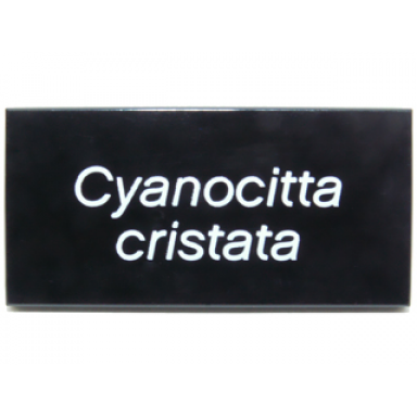 black tile 2 x 4 with white cyanocitta cristata pattern