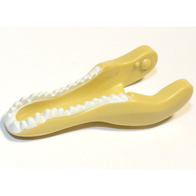 tan dinosaur jaw lower baryonyx with white teeth pattern