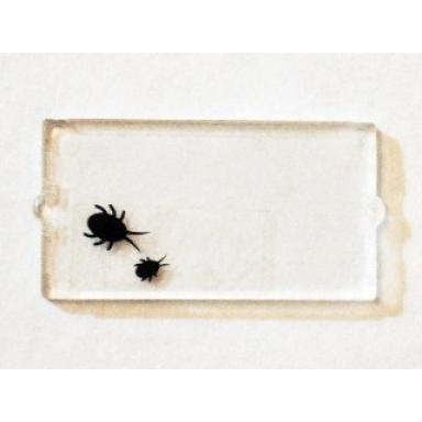trans-clear glass for window 1 x 2 x 3 with 2 black insects pattern sticker - set 75904