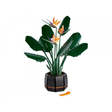 bird of paradise