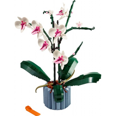 orchid