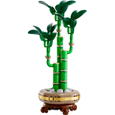 lucky bamboo