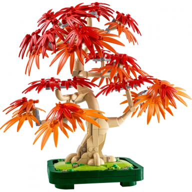 japanese maple tree