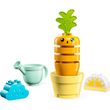 growing carrot