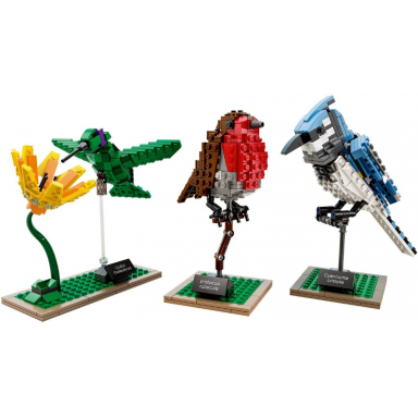 birds