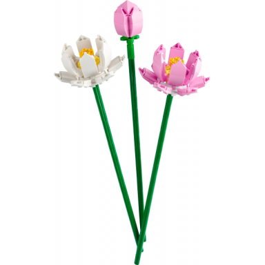 lotus flowers