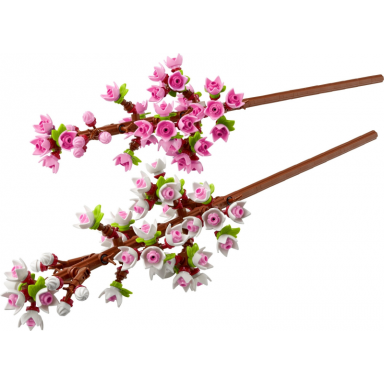 cherry blossoms