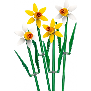 daffodils