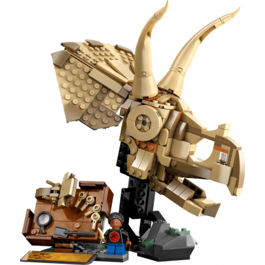 dinosaur fossils: triceratops skull
